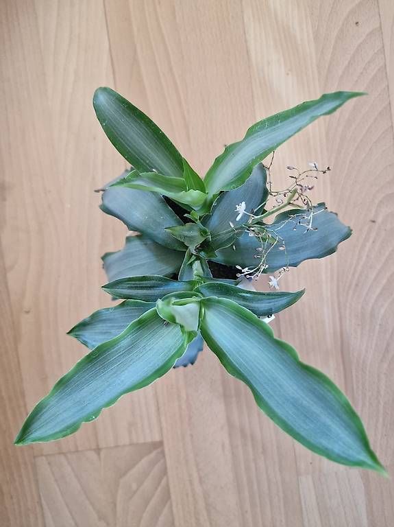 Piante & sementi: Murdannia loriformis – Usato da Affoltern am Albis venduto da Solara72 1