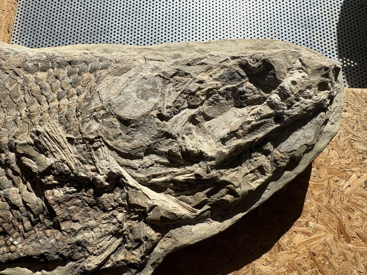 Fossili: Fossiler Fisch – Usato da Biel/Bienne venduto da nimmes 1