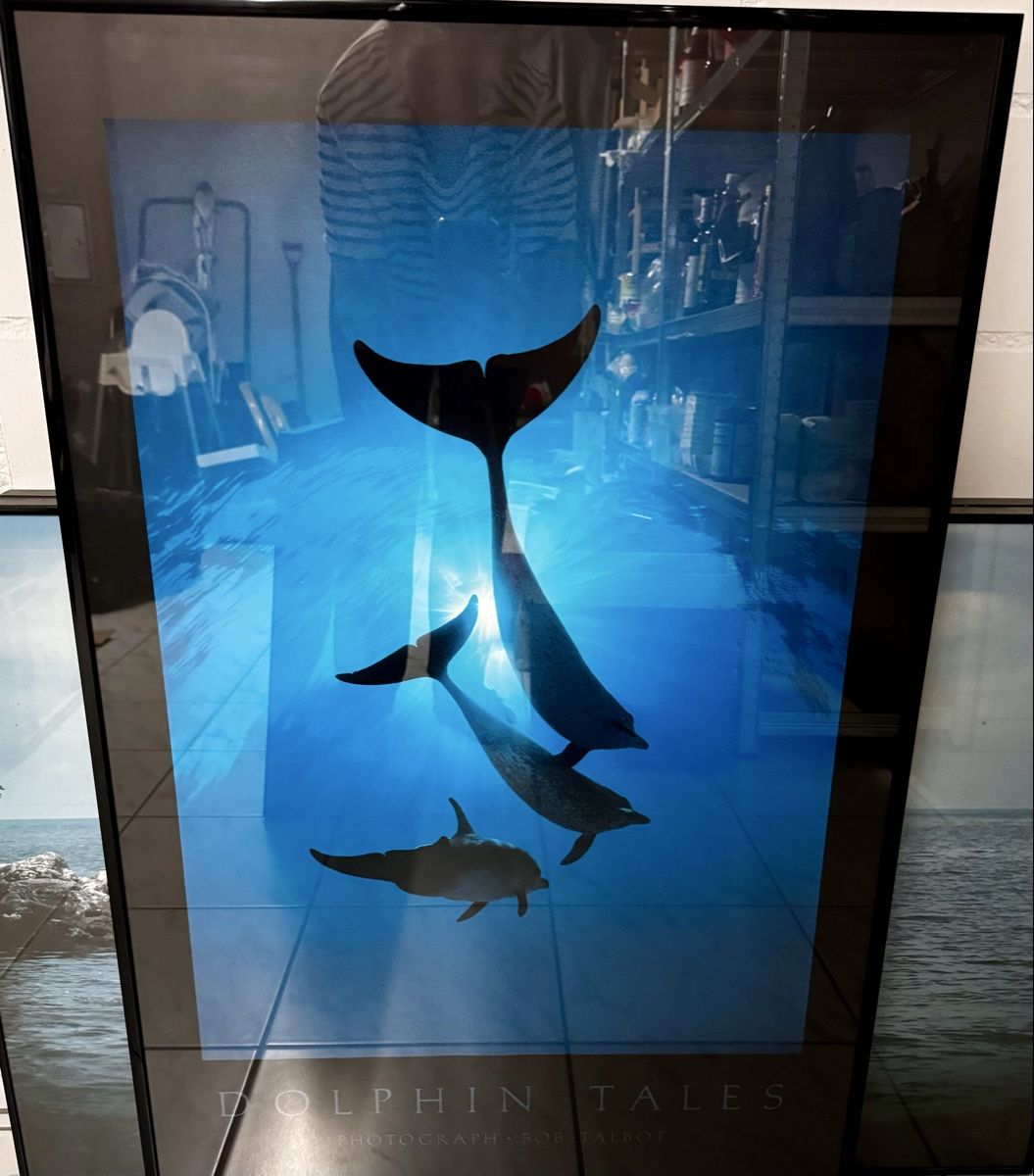 Foto & Immagini: Grosses Delfin-Bild mit Rahmen, "Dolphin Tales" Motiv – Usato da Deitingen venduto da baba08
