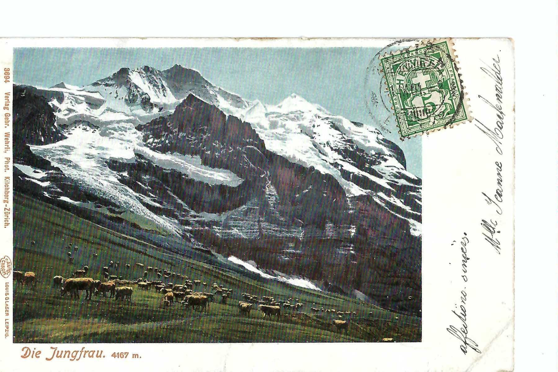 Cartoline postali: Die Jungfrau, mit Kuhherde 1904, frankiert – Usato da Thun venduto da 44wart