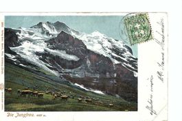 Die Jungfrau, mit Kuhherde 1904, frankiert