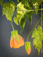Abutilon Pictum Thompsonii - 130x90cm Doppel-Stamm
