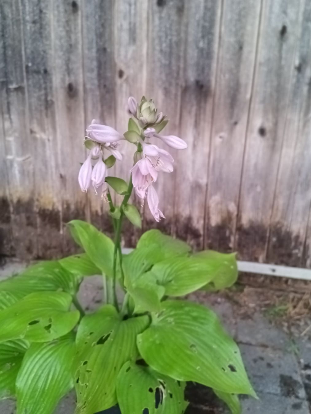 Pflanzen & Samen: Hosta – Gebraucht aus Zug von SirGoldFish 3