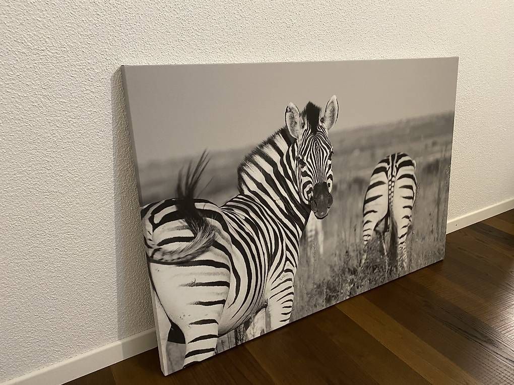 Foto & Immagini: Fotoleinwand Zebra 120x80 – Usato da Sursee venduto da pih_88 1