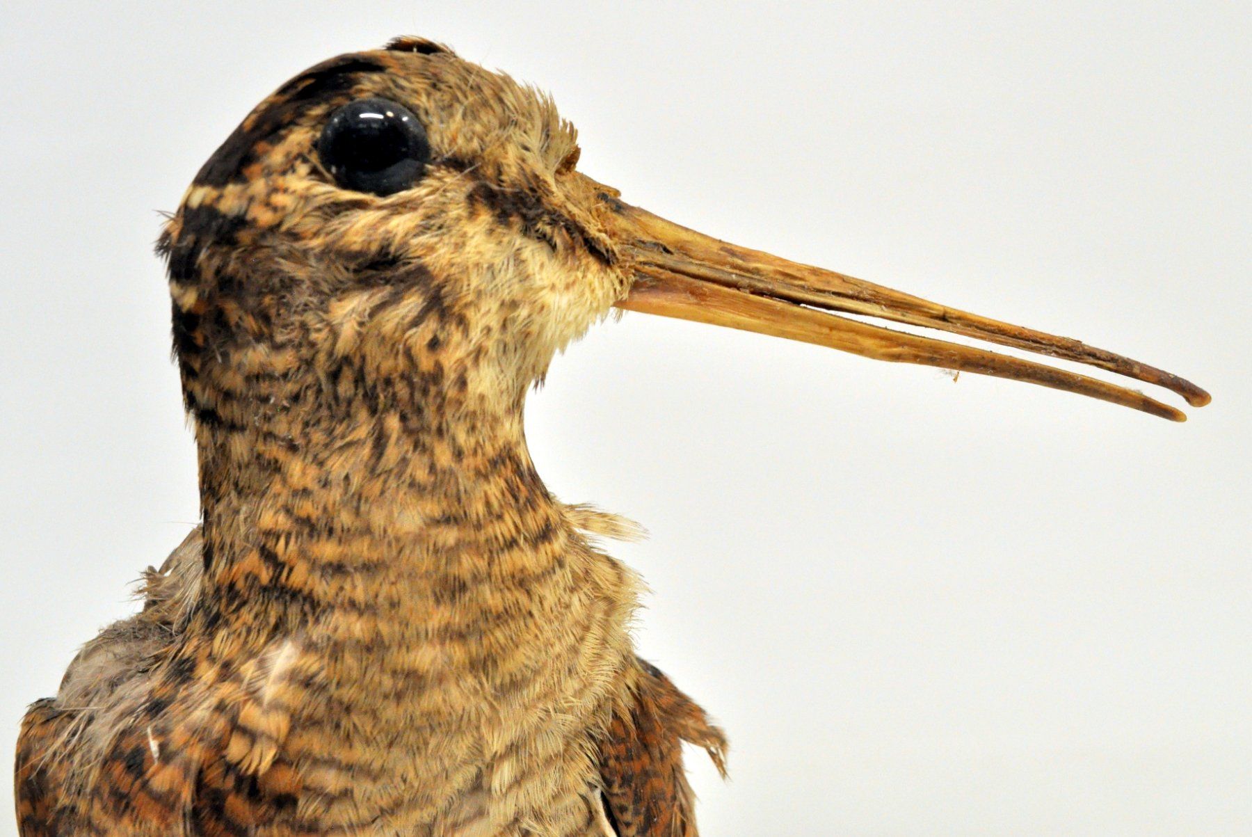 Il mondo degli animali: Bécasse des bois naturalisée – Usato da Neuchâtel venduto da Neuchatel 5