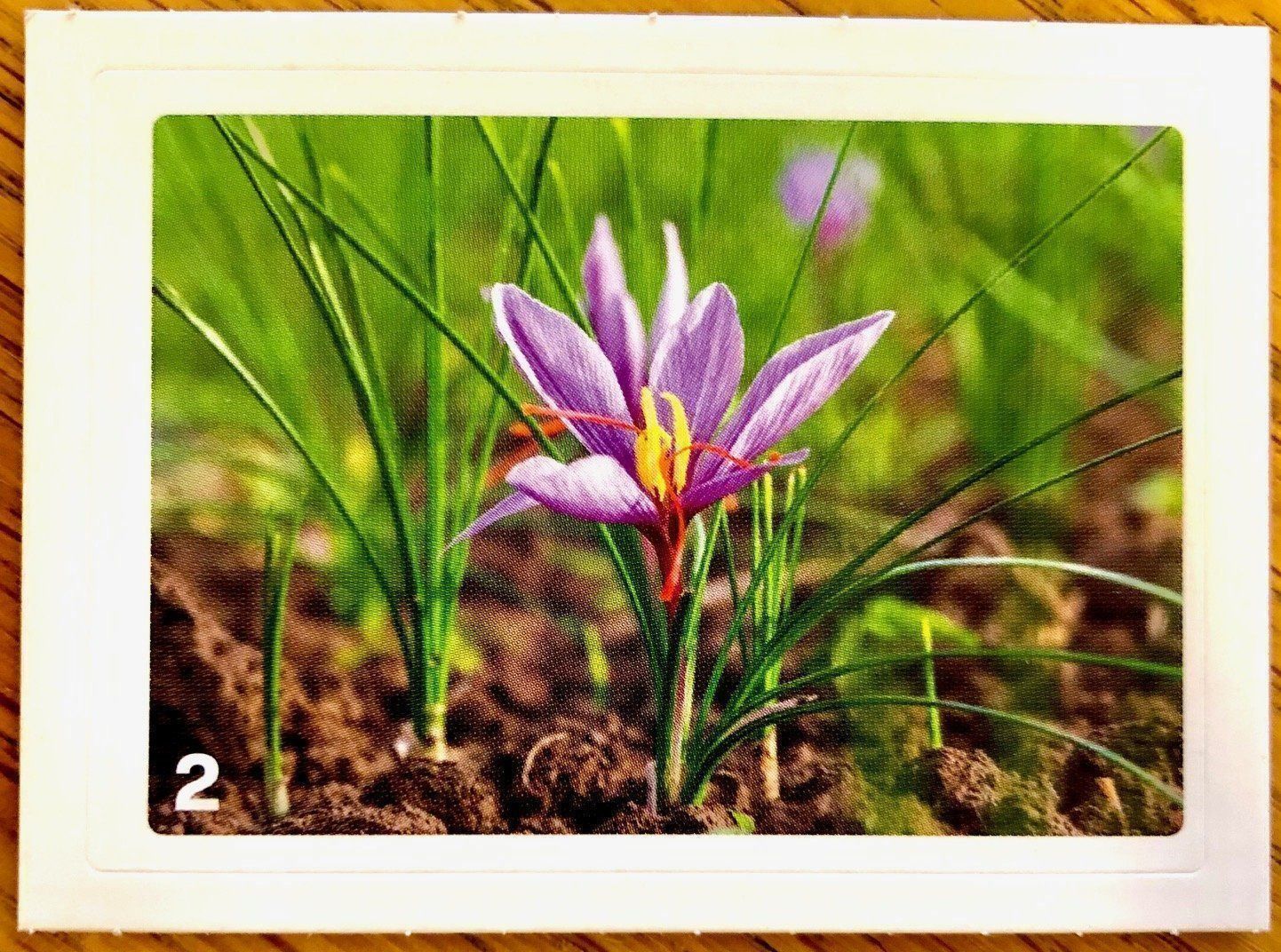 Migros Carte collezionabili: Migros Nature Detectives - Bild Nr. 2 – Nuovo (secondo la descrizione) da Oberrieden venduto da Zimmerberg10