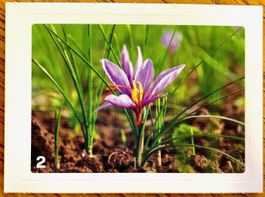 Migros Nature Detectives - Bild Nr. 2
