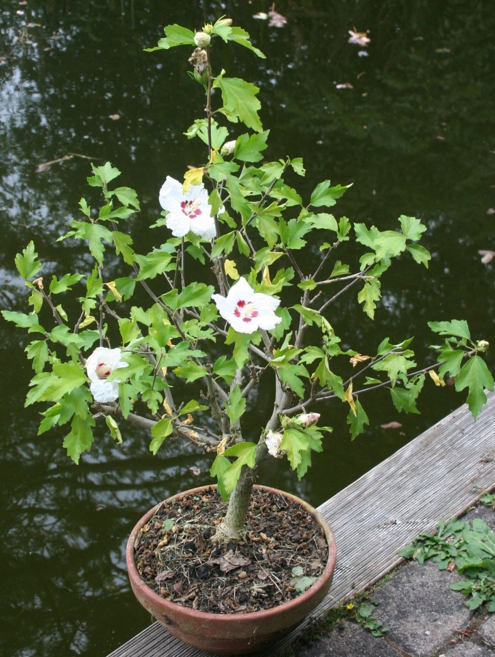 Plantes & graines: BONSAI  -  Hibiskus (Eibisch) – D'occasion à Gretzenbach par Sikim
