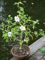 BONSAI  -  Hibiskus (Eibisch)