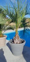Butia capitata Geleepalme2 mit Topf 🌴