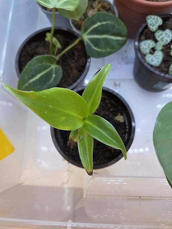 Pflanzen & Samen: Musa oriental dwarf  – Gebraucht aus Roggwil BE von pau_wyh8