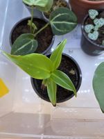 Musa oriental dwarf 