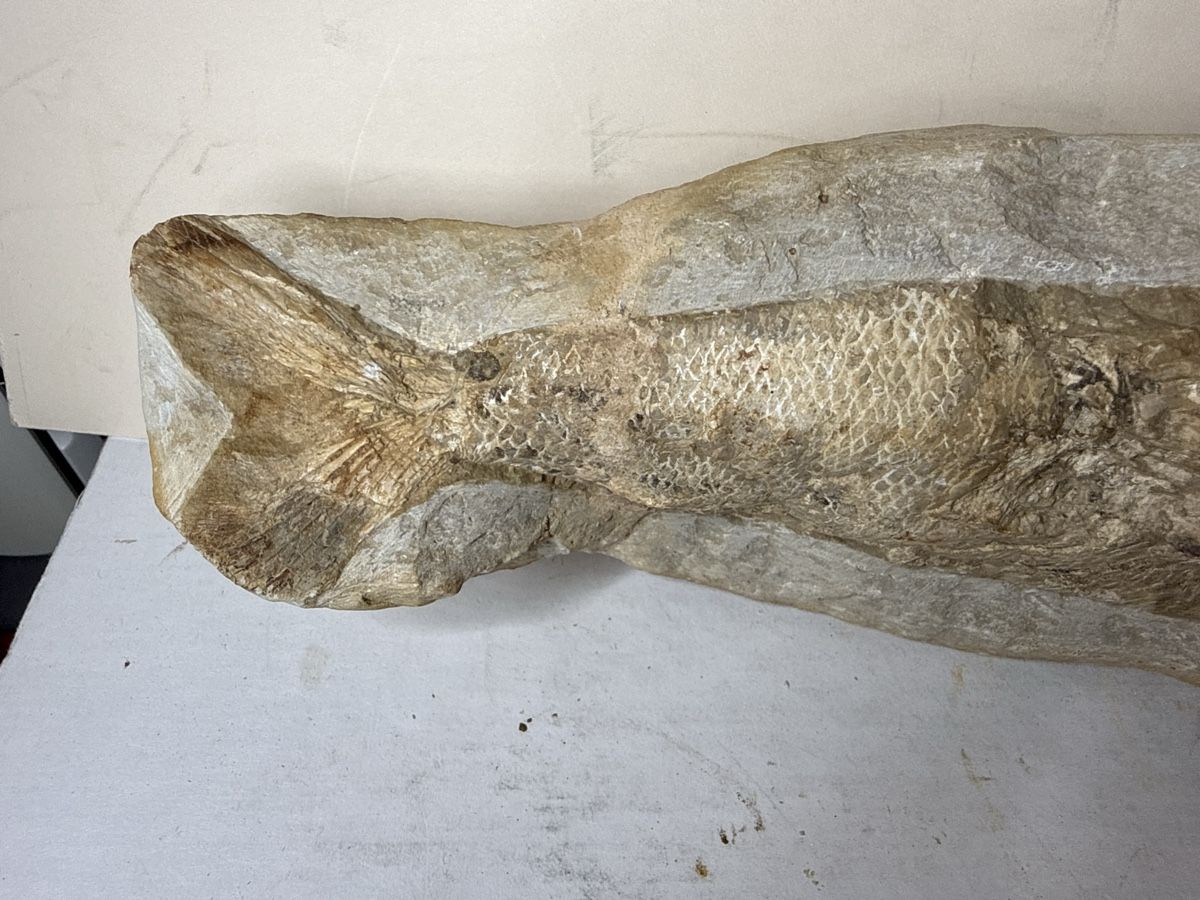 Ce fossile exceptionnel d’un Vinctifer comptoni poisson (Gebraucht) in ...