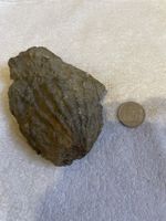 Fossil Abdruck Schnecke, Versteinerung, Rarität, Fundstück