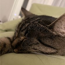 Profile image of preciousgoose