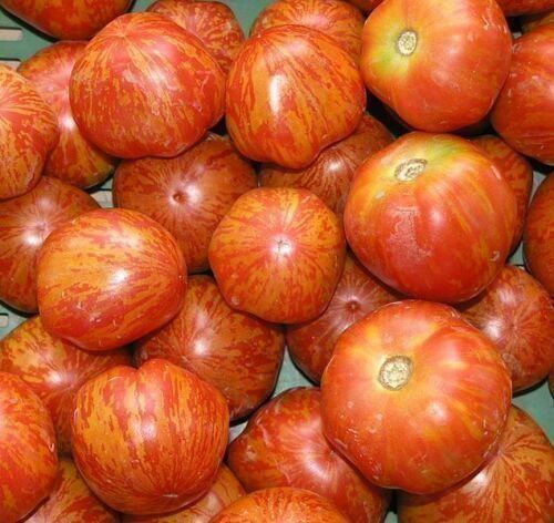 Piante & sementi: Tomate Tigerella  10g – Nuovo (secondo la descrizione) da Bremblens venduto da FIBONACCI369 2