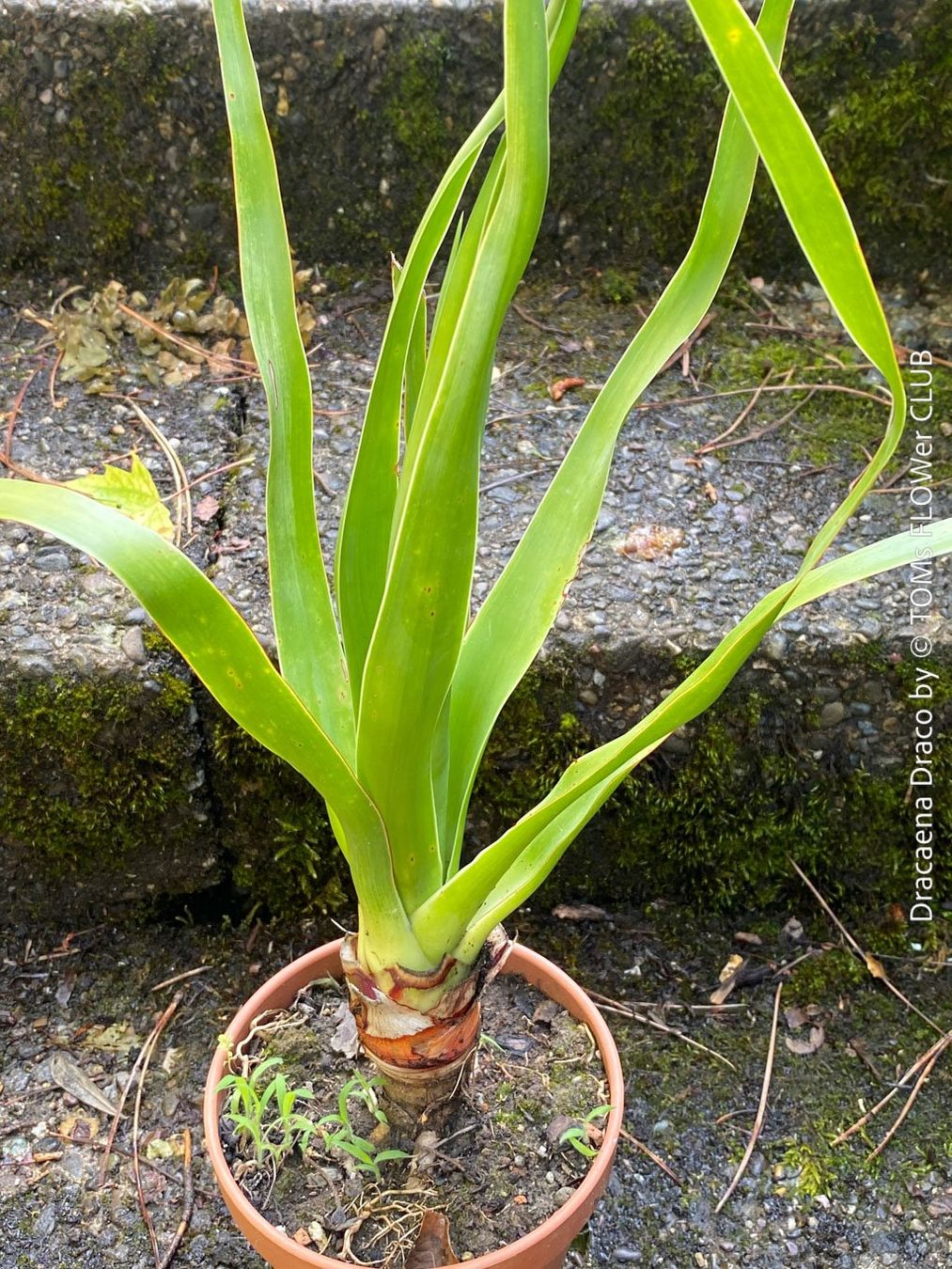 Piante & sementi: Dracaena Draco - Drachenbaum - Dein Pflanzenbegleiter – Nuovo e nell'imballaggio originale da Adliswil venduto da astom369 5