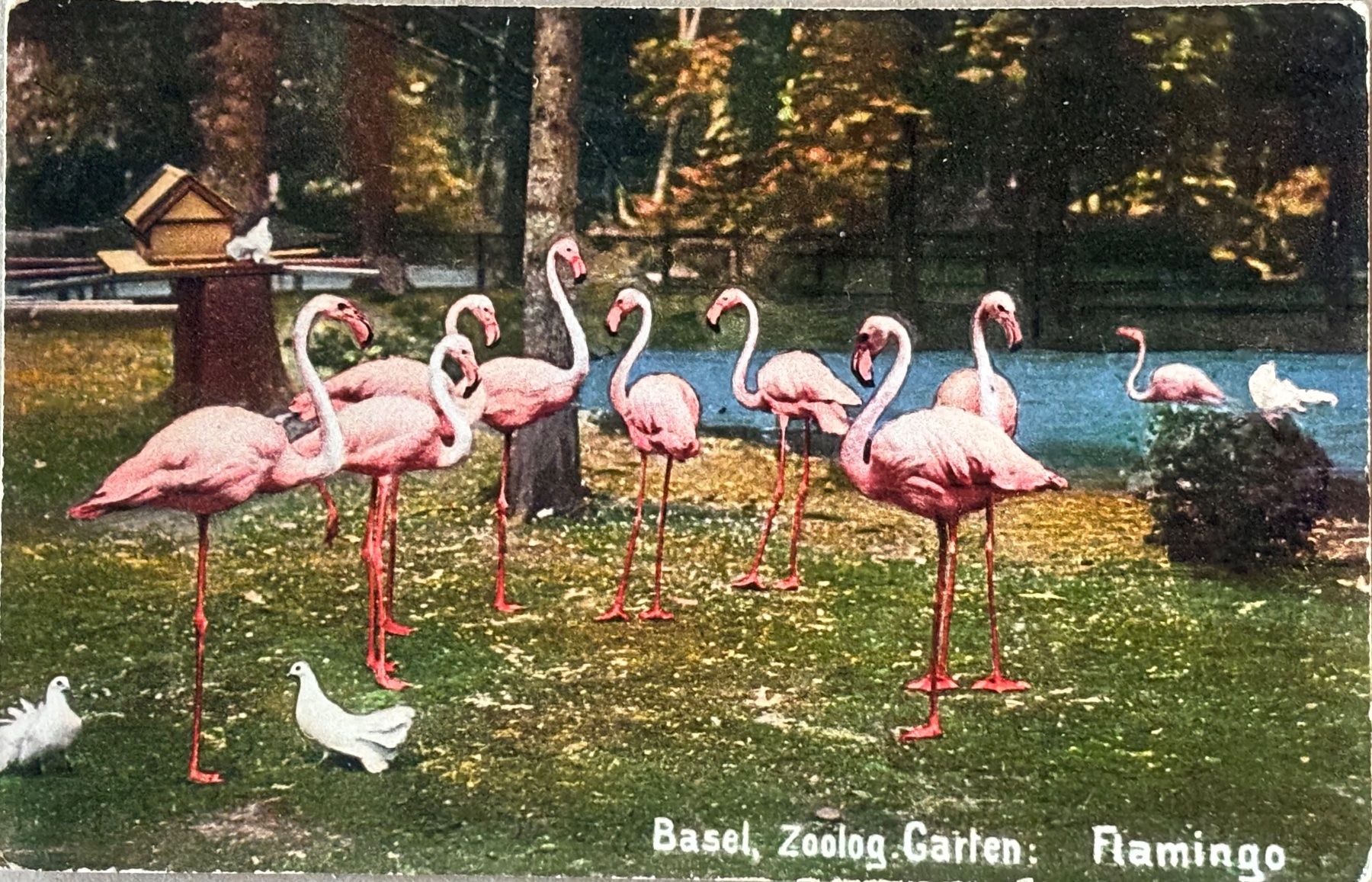 Cartoline postali: Basel, Zoo, Flamingo – Usato da Frauenfeld venduto da Merk52