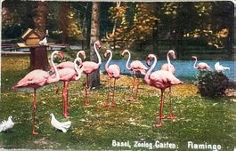 Basel, Zoo, Flamingo