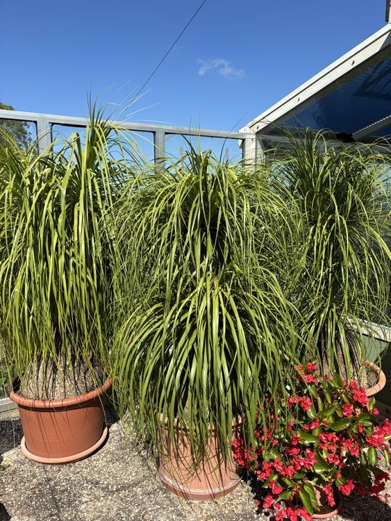 Elefantenbaum, Elefantenfuss, Palme (Gebraucht) in Sattel fr CHF 200  nur  Abholung auf Ricardo kaufen