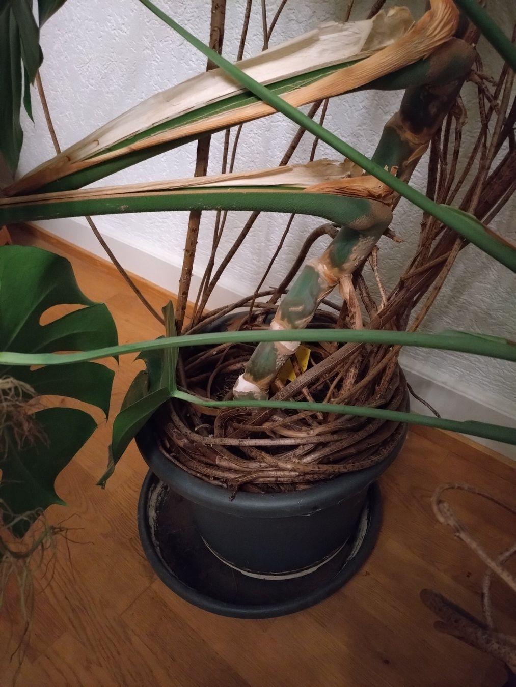 Pflanzen & Samen: Monster Monstera – Gebraucht aus Münchenstein von turteltaub 5