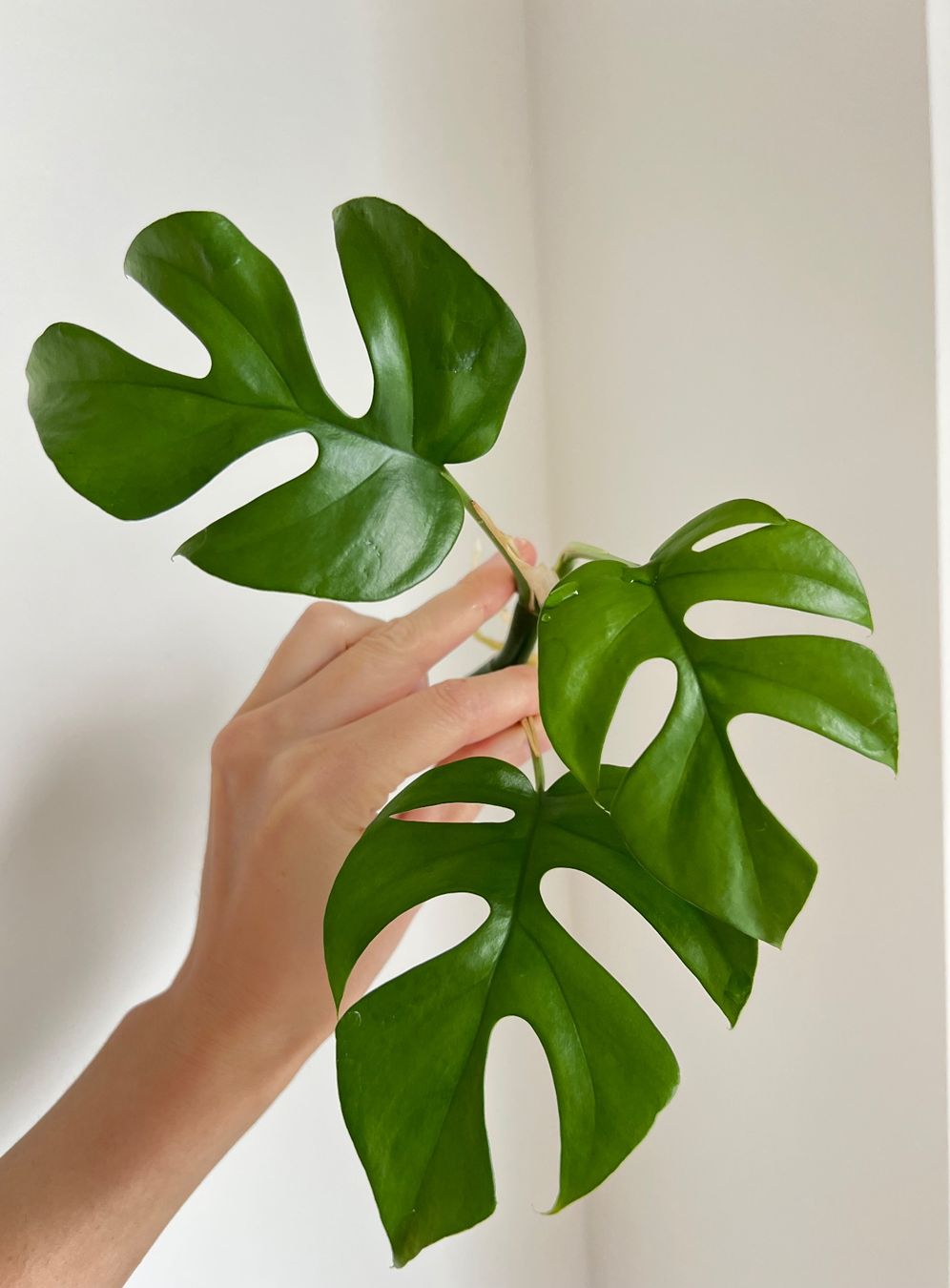 Pflanzen & Samen: Monstera minima Kopfsteckling – Gebraucht aus Glattpark(Opfikon) von ste_n99y 1