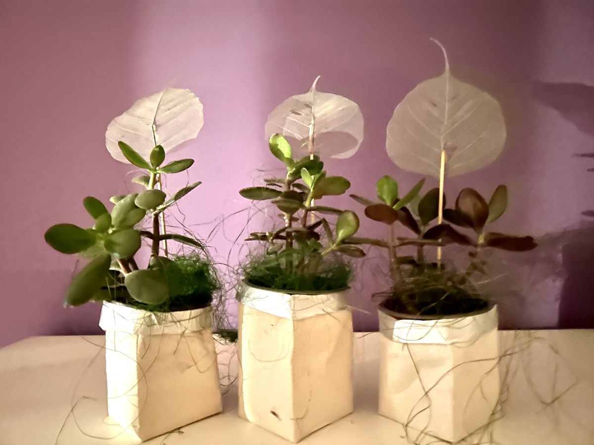 Plantes & graines: 3 Pflanze im Topf – Neuf (Voir description) à Frauenfeld par Irene.Schuppli 1