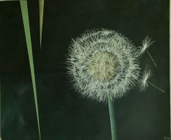 Löwenzahn Gemälde, Acryl auf Leinwand 60 x 50 x 1.5 cm