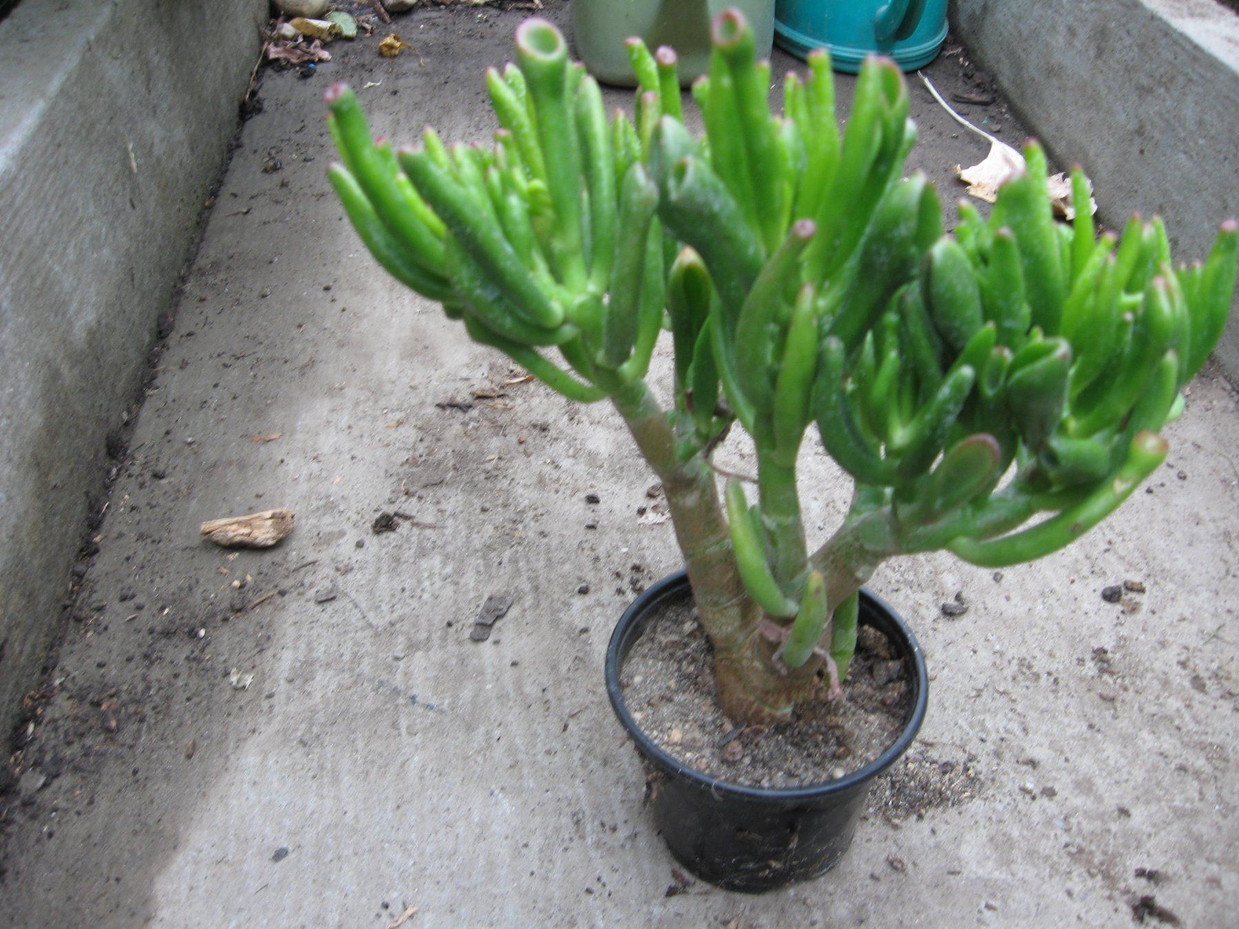 Pflanzen & Samen: Crassula Argantea  Talerbaum, Dickblatt – Neu (gemäss Beschreibung) aus Vinelz von Wellensittich55 1