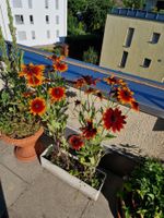 Balkon-/Gartenpflanze: Sonnenhut