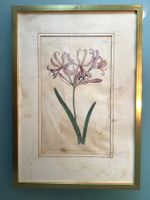 Kupferstich T.Curtis Botanical Magazine, Blatt 726 von 1804