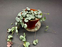 🌿 String of Hearts – Ceropegia woodii #1