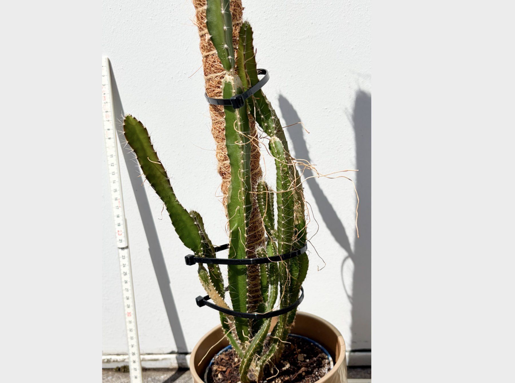 Piante & sementi: Drachenfrucht-Pflanzen, (rotfleischige Drachenfrucht) – Usato da Boll venduto da NRie 2