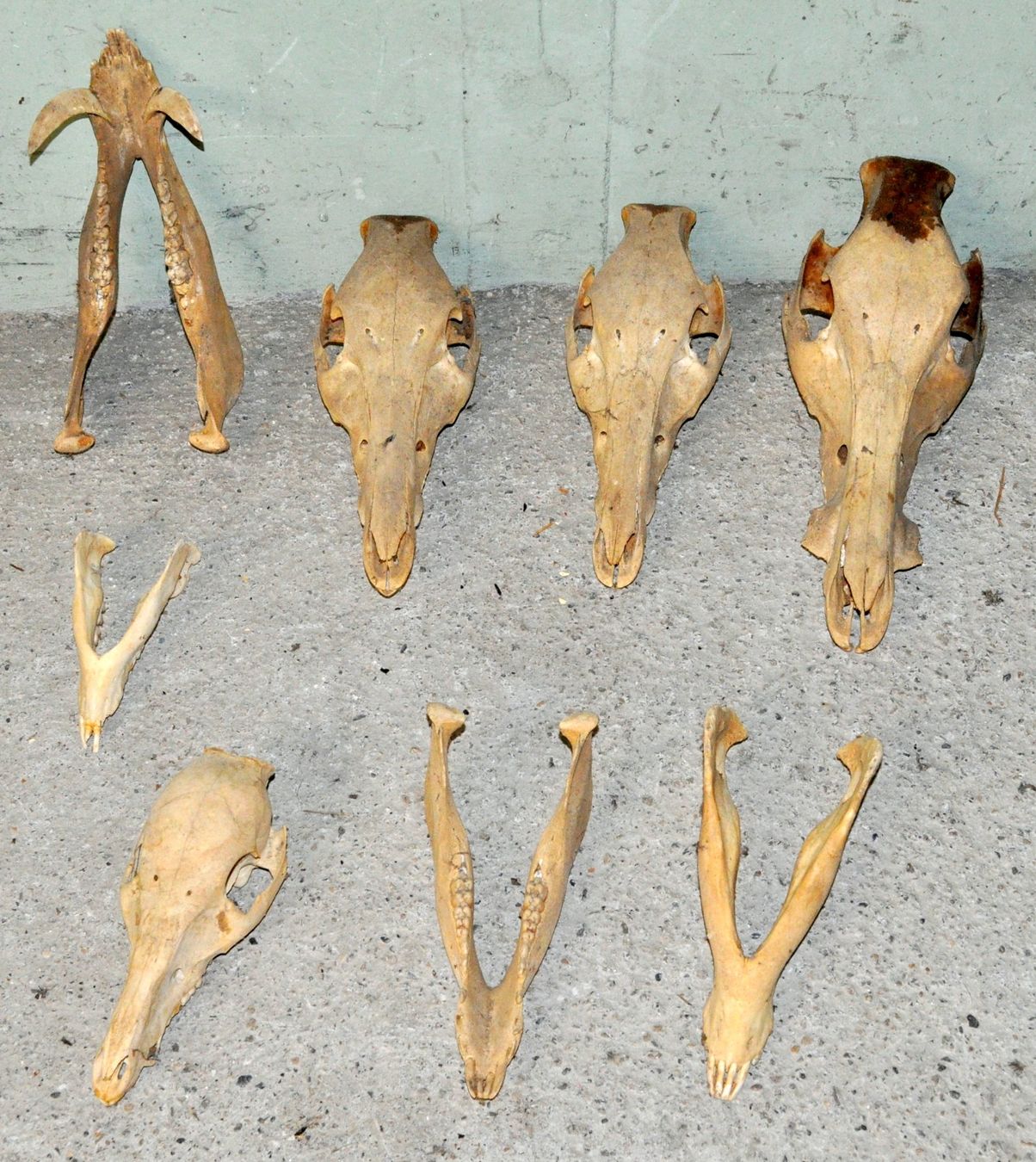 Welt der Tiere: Lot de 4 "crâne d'animaux" – Gebraucht aus Neuchâtel von Neuchatel 9
