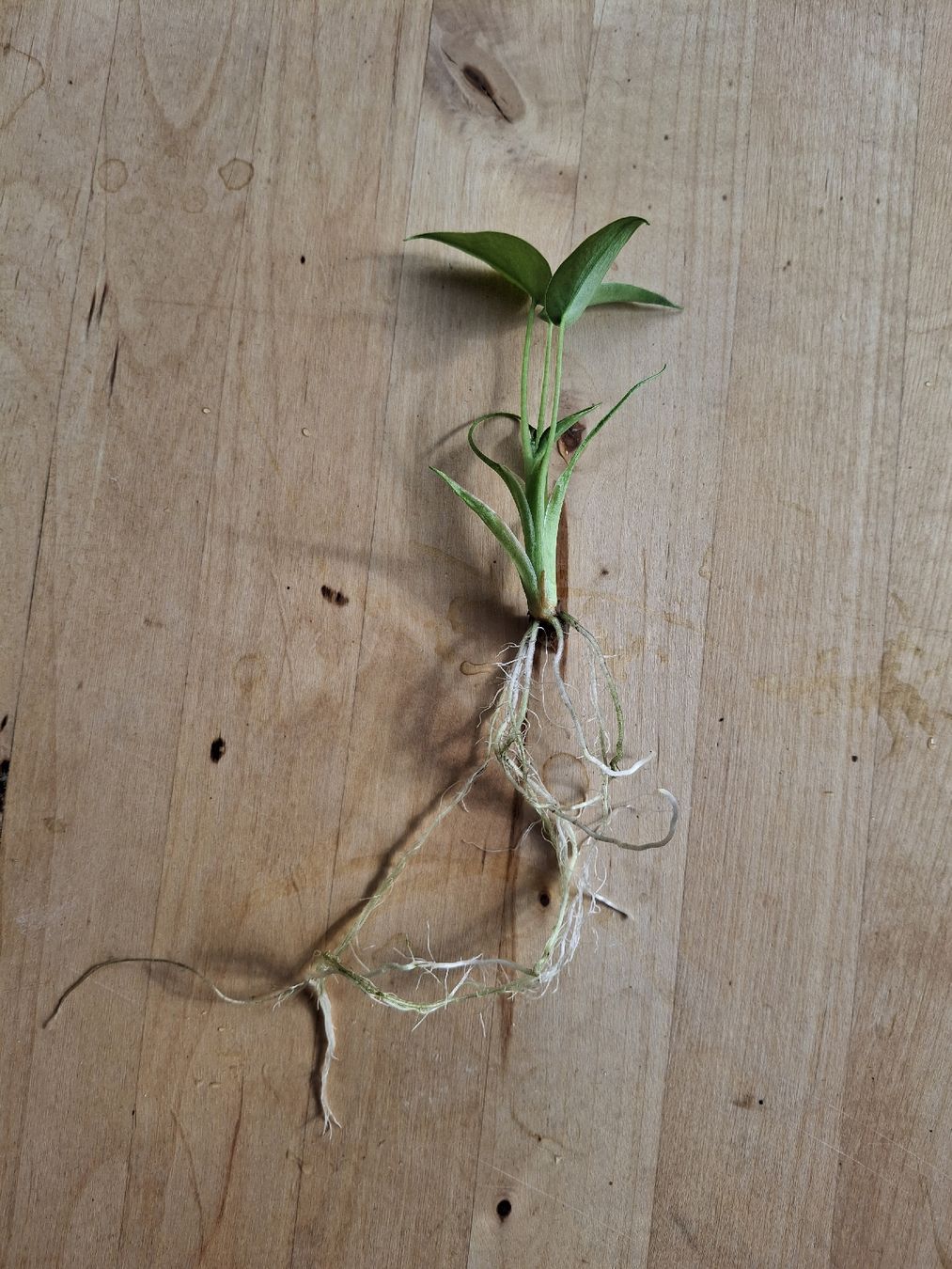 Plantes & graines: Alocasia 'Tiny Dancer' im Selbstbewässerungstopf – Neuf (Voir description) à Wila par mal_e_na 1