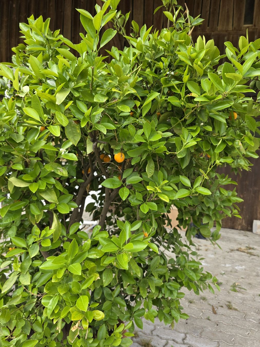 Pflanzen & Samen: Calamondin Pflanze / Baum – Neu (gemäss Beschreibung) aus Uster von Cruleye 5