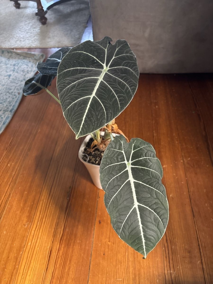 Piante & sementi: Alocasia Black Velvet – Nuovo e nell'imballaggio originale da Basel venduto da Pink_White 1