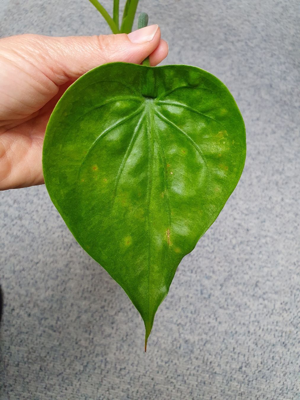 Plantes & graines: Alocasia Cucullata Aurea – D'occasion à Erlinsbach SO par Lea030 6