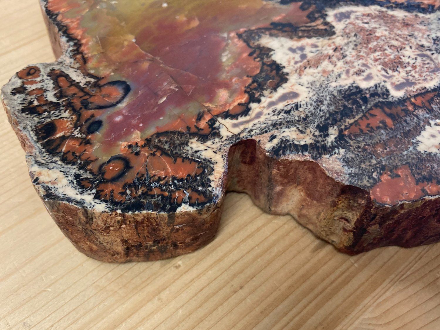 Mineralien & Heilsteine: WUNDERSCHÖNE VERSTEINERTE  HOLZ - SCHEIBE  27,25 KILO – Neu und originalverpackt aus Aesch ZH von LiquidAktion 9