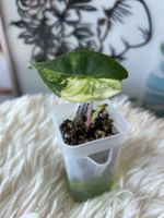 Alocasia Baginda Pink Dragon Aurea variegata