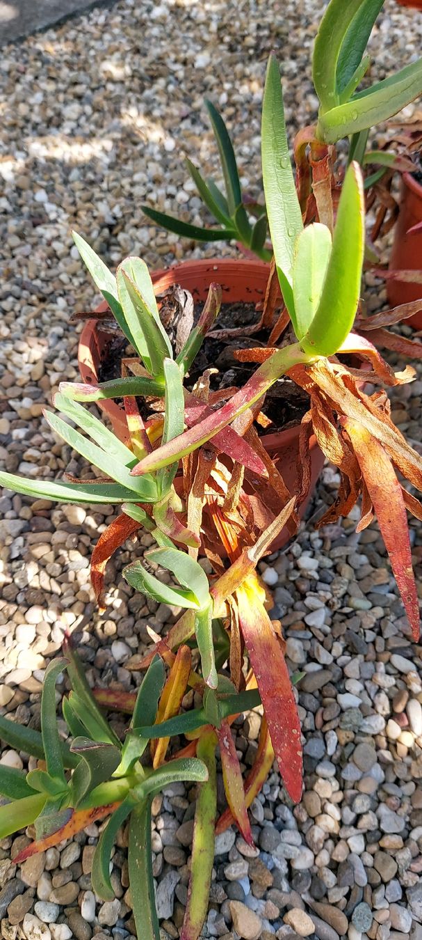 Plantes & graines: Hottentottenfeige - Carpobrotus edulis - Mittagsblume – D'occasion à Küssnacht am Rigi par Mukare 3