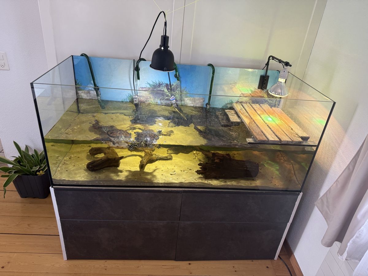 Acquari: Aquarium mit Schildkröten – Usato da Embrach venduto da Bokis 2
