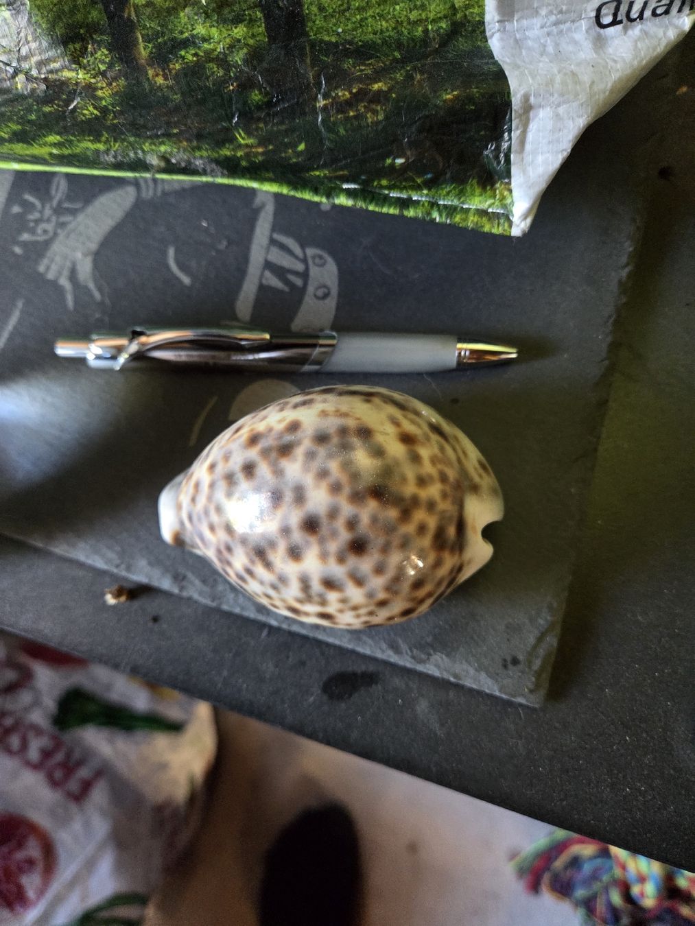 Fossilien: coole muschel – Gebraucht aus Herisau von bru_58qc