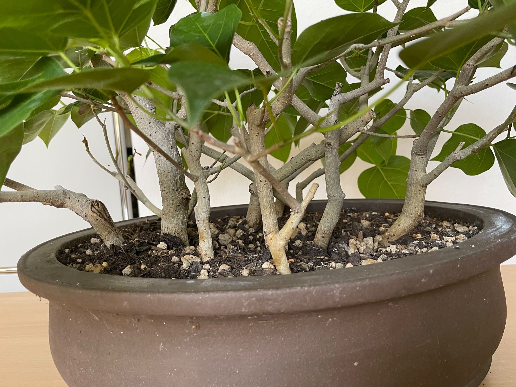 Pflanzen & Samen: Ficus religiosa Bonsai Wäldchen – Gebraucht aus Uster von simonic 3