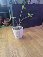 Alocasia macrorrhizos ‘Stingray’ - PON