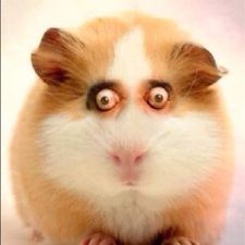 Profile image of Baboy1401