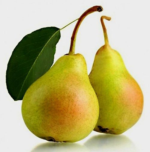 Piante & sementi: Ab 11.- fr 30 Samen Birne COSCIA – Nuovo e nell'imballaggio originale da Rovio venduto da POSITIFFARTandPLANTS 1