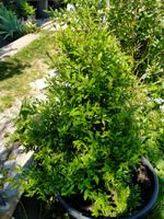 Bio Granatapfel Strauch 120cm Balkon Garten Pflanzen