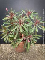 Euphorbia × martini ‘Miner’s Merlot’ - für viel Sonne