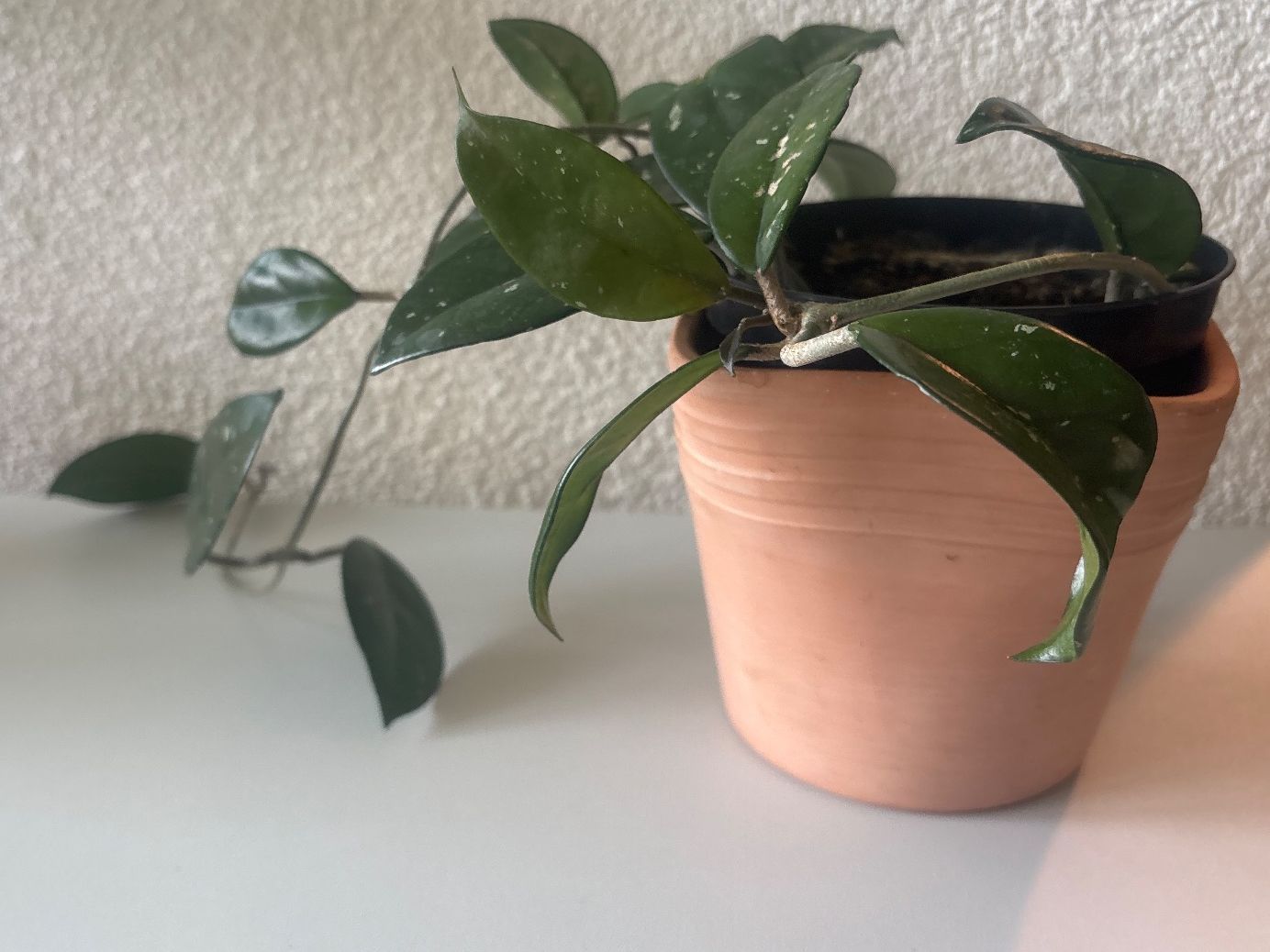 hoya-carnosa-krimson-queen-pflanze-im-topf-mit-flecken-gebraucht-in